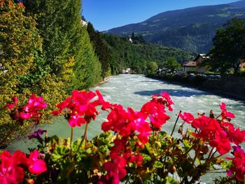 Red flowering plants by trees and mountains against sky