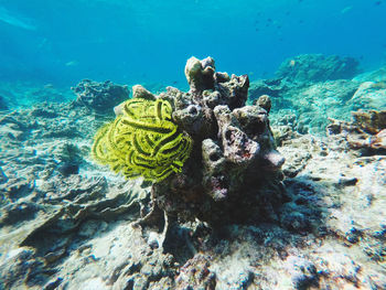 Thriving coral