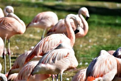 Flock of flamingos in lake