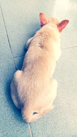 High angle view of cat relaxing on floor