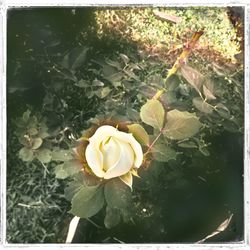 Close-up of rose blooming outdoors