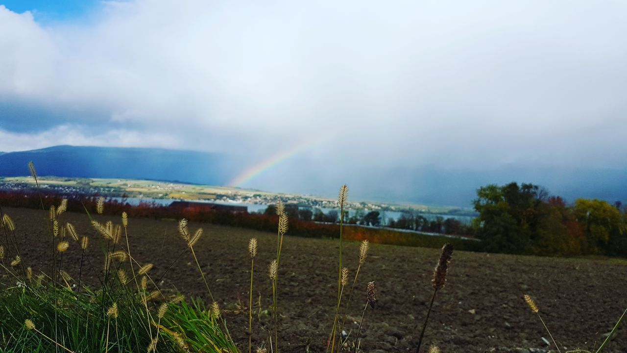 sky, field, scenics, nature, tranquility, day, rainbow, no people, tranquil scene, beauty in nature, outdoors, cloud - sky, landscape, growth, rural scene