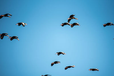 Low angle view of birds flying