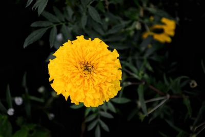 Close-up of yellow sunflower blooming outdoors
