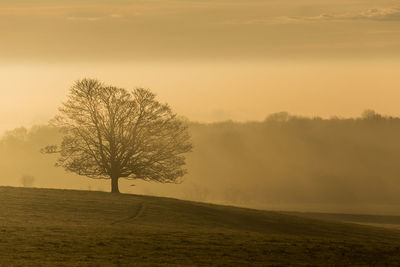 Tree on field against sky during sunset