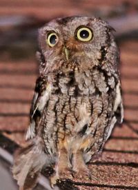 Close-up portrait of owl