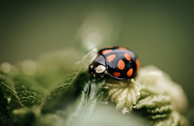 Close-up of ladybug on leaf