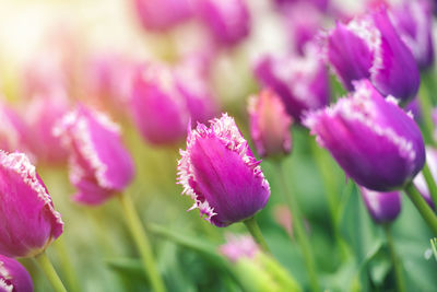 Close-up of pink flowering plant