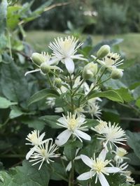 Close-up of white flowering plant