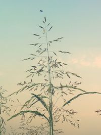 Low angle view of plant against clear sky