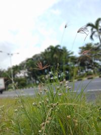 Close-up of flowering plants on land against sky