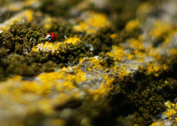 Close-up of ladybug on moss