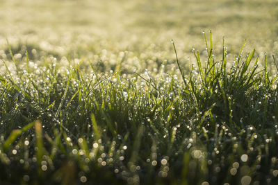 Close-up of dew drops on field