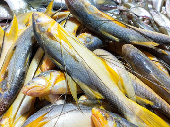 Close-up of fish for sale in market