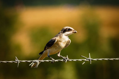 Common lesser grey shrike lanius minor on a barbed wire fence, romania, europe
