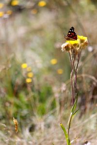 Close-up of insect on flower