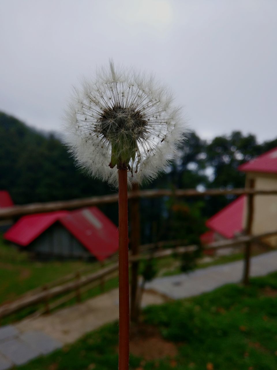 CLOSE-UP OF DANDELION AGAINST SKY DURING SUNSET