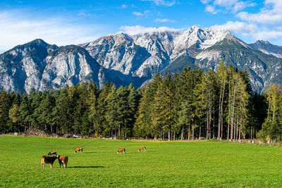 Sheep grazing in a field