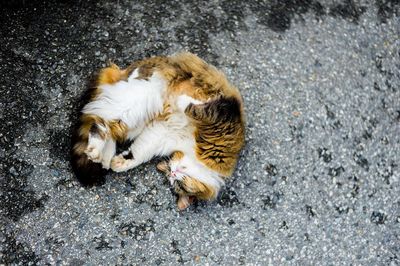 High angle view of cat sleeping on street