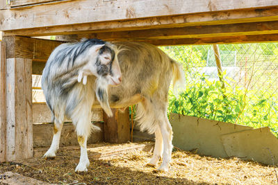 Close-up of horse on field