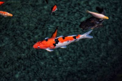 High angle view of koi fish in lake