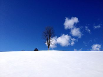 Bare trees on snow covered landscape against blue sky