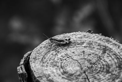 Close-up of insect on wood