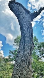 Low angle view of trees against sky