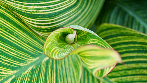 Full frame shot of plants