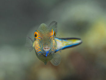 Close-up of fish swimming in aquarium