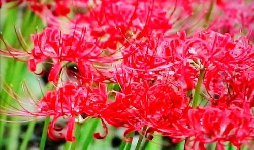 Close-up of red flowering plant