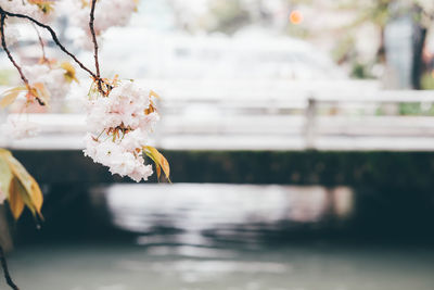 Close-up of white cherry blossom tree