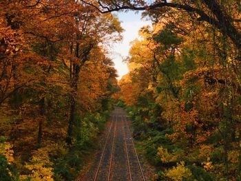 Dirt road amidst trees in forest during autumn