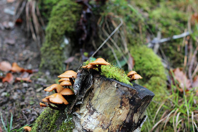 Growing mushrooms on felled tree trunk