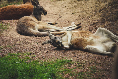 Sheep relaxing on field