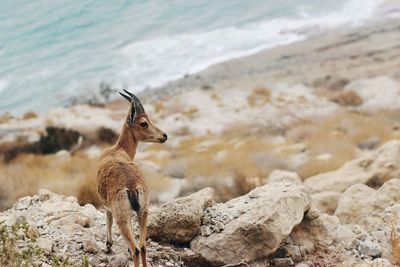 Giraffe standing on rock at beach