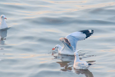 Seagulls flying over lake