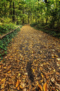 Sunlight falling on leaves in forest