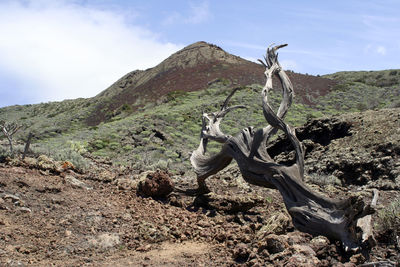 View of tree on mountain