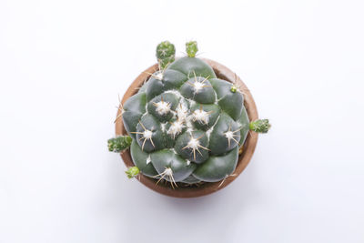 Close-up of succulent plant against white background