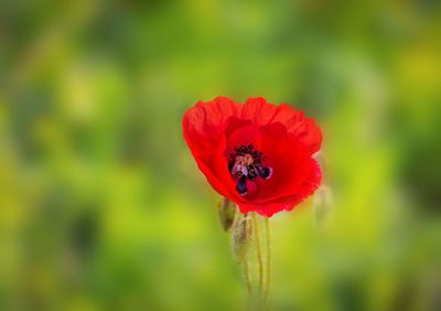 Close-up of red flower