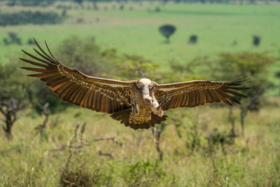 White-backed vulture spreads its wings to land