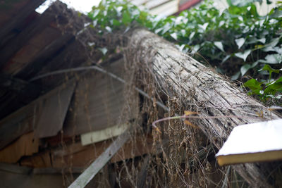 Close-up of wood against plants