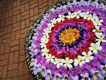 High angle view of multi colored flowers