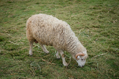 Sheep grazing on field