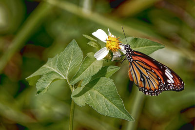 Close-up of butterfly pollinating on flower