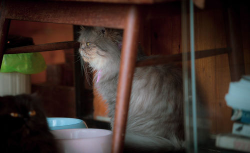 Close-up of cat sitting at home