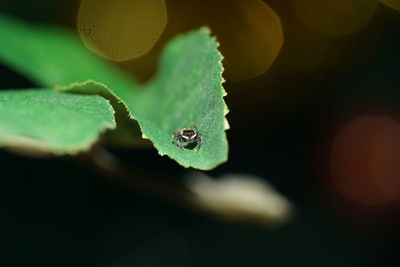 Close-up of fresh green leaves