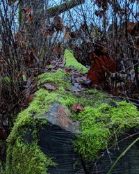 Trees in forest