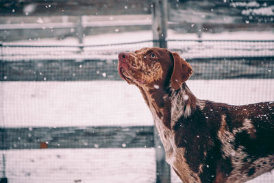 Side view of a dog looking away